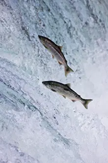 Agua Prints: Salmon jumping over Brooks Falls, Katmai National Park, Alaska, USA