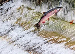 Scales Prints: Salmon jumping. Issaquah Hatchery