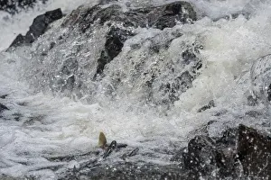 Alaskan Prints: Salmon is trying to get up the little waterfall at Pavlof Harbor State Marine Park on Chicagof Island