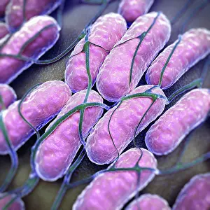 Pathogen Prints: Salmonella Bacteria