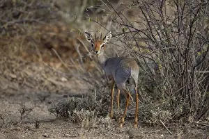 Antelope Prints: Salt's Dik-dik (Madoqua saltiana) adult male