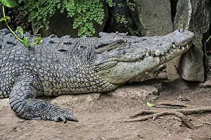 Southeast Asia Prints: Saltwater Crocodile (Crocodylus porosus), Bali Reptile Park, Bali, Indonesia, Asia