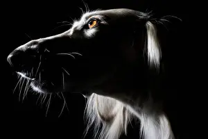 Canine Prints: Saluki, portrait