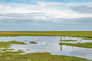 Relaxation Prints: Salzwiesen at the Wadden Sea agricultural salt marshes on the Wadden Sea
