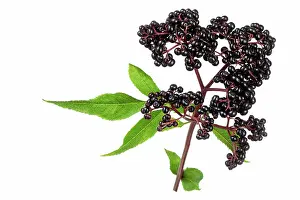 Elder Prints: Sambucus ebulus, elderberry with erect and toxic fruits