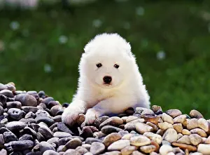 Canines Prints: Samoyed, AKC, 6-week-old puppy photographed in Kalamazoo