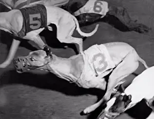 Unitedstates Prints: San Francisco, California: January 22, 1937 An action shot at a local dog racing track