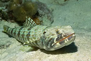 Antilles Prints: Sand Diver Synodus intermedius Bonaire Netherlands Antilles