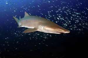 Pelagic Prints: Sand Tiger Shark off the coast of North Carolina