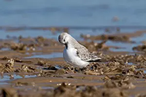 Plumage Prints: Sanderling (Calidris alba) adult, winter plumage, preening, standing on shoreline, England
