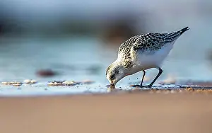 Shorebird Prints: Sanderling (Calidris Alba), bird on the beach at low tide