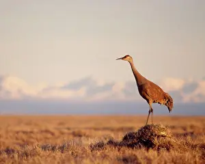 Guarding Prints: Sandhill Crane Standing on Its Tundra Nest
