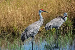 Wading Prints: Sandhill Cranes wading in the marsh, Port Orange, Florida, USA
