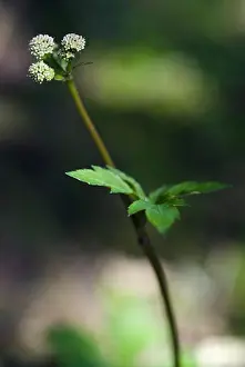 Wildflowers Prints: sanicle sanicula europaea england: surrey