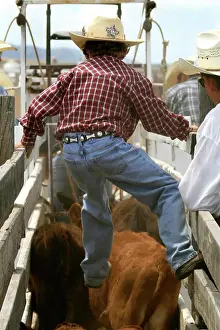 Santa Fe Prints: Santa Fe, New Mexico, USA. Galisteo Rodeo. Young cowboy helps calfs get into the chute