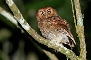 Avian Prints: Santa Marta Screech Owl (Megascops gilesi) perched on a branch in the mountains of Colombia