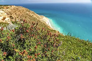 South Europe Prints: (Sarcopoterium spinosum) Thornbush meadow-knap at Cape Aspro near Pissouri, Cyprus, Europe
