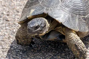 Herbivore Prints: Sardinian Marginated Tortoise (Testudo marginata)