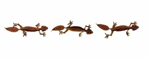 Lizard Prints: Three Satanic Leaf Tailed gecko (Uroplatus phantasticus) on white background