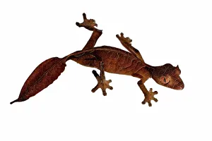 Lizard Prints: Satanic Leaf Tailed gecko (Uroplatus phantasticus) on white background