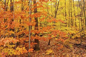 Golden Prints: Saturated Thick Tree Fall Color Seasonal Leaves Forest