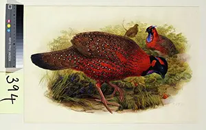 Three Animals Prints: Satyr Tragopan (Ceriornis Satyra) Henry Constantine Richter (1821-1902)