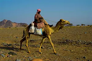 Arid Prints: Saudi Arabia, desert near Al Ula, shepherd with his dromerary