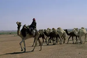 Arabic Prints: Saudi Arabia, Near Riyadh, Bedouin Herding Camels