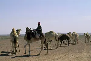 Arabic Prints: Saudi Arabia, Near Riyadh, Bedouin Herding Camels