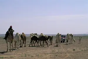 Saudi Arabia, Near Riyadh, Bedouins Herding Camels