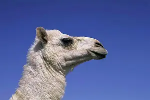Arabic Prints: Saudi Arabia, Near Riyadh, Camel Market, Close Up Of Camel