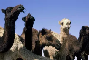 Arabic Prints: Saudi Arabia, Near Riyadh, Camel Market