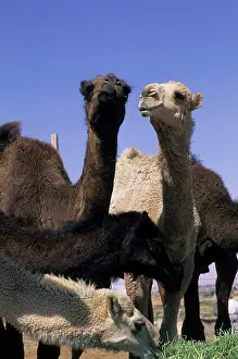 Arabic Prints: Saudi Arabia, Near Riyadh, Camel Market