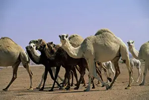 Arabic Prints: Saudi Arabia, Near Riyadh, Camels
