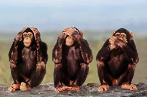 Chats Prints: savanna chimpanzee, pan troglodytes