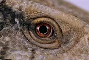Lizards Prints: savannah monitor varanus exanthematicus close-up of eye, africa