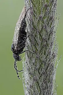 Hessia Prints: Sawfly (Tenthredinidae), Bad Hersfeld, Bad Hersfeld, Hesse, Germany, Europe