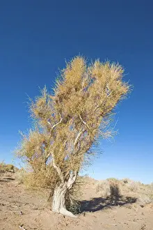 Arid Prints: Saxaul (Haloxylon sp.) habit, growing in desert