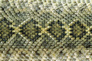 Scales Prints: Scale pattern on the back of an adult western diamondback rattlesnake Crotalus atrox
