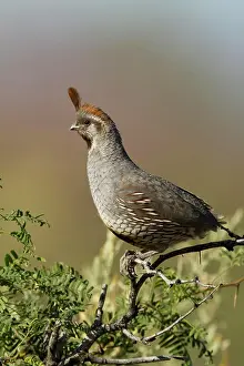 Arizona Prints: Scaled_Gambels Quail hybrid, Callipepla squamata, Portal, Arizona, USA