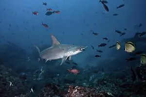 Herd Prints: Scalloped Hammerhead Shark (Sphyrna lewini), Cocos Island, Costa Rica, Central America