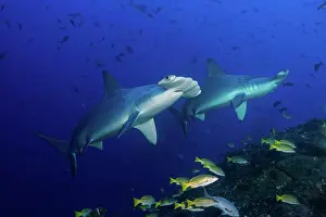 Shining Prints: Scalloped hammerhead sharks (Sphyrna lewini) and bluestripe snapper, Cocos Island