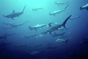 Dangerous Prints: Scalloped hammerhead Sphyrna lewini found in warm temperate