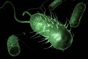 Infectious Disease Prints: Scanning electromicrograph styled rod shaped bacteria