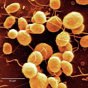 Scanning Prints: Scanning electron microscope image