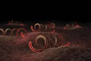 Infectious Disease Prints: Scanning electron microscope styled treponema pallidum, the bacterium that causes syphilis