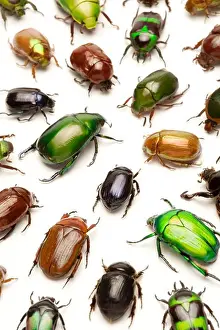 Doubleview Series Prints: Scarab Beetle, Beetle, Insect, Coleoptera