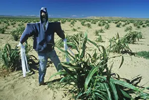 Warning Prints: Scarecrow in Hopi Indian corn field