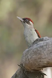 Tropical Prints: Scarlet_backed Woodpecker Veniliornis callonotus perched on a branch in Peru