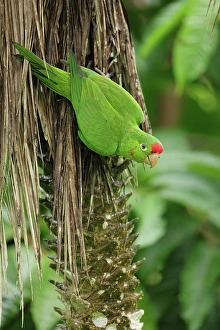 Amazon Prints: Scarlet-fronted Parakeet (Psittacara wagleri) perched on a branch in Costa Rica
